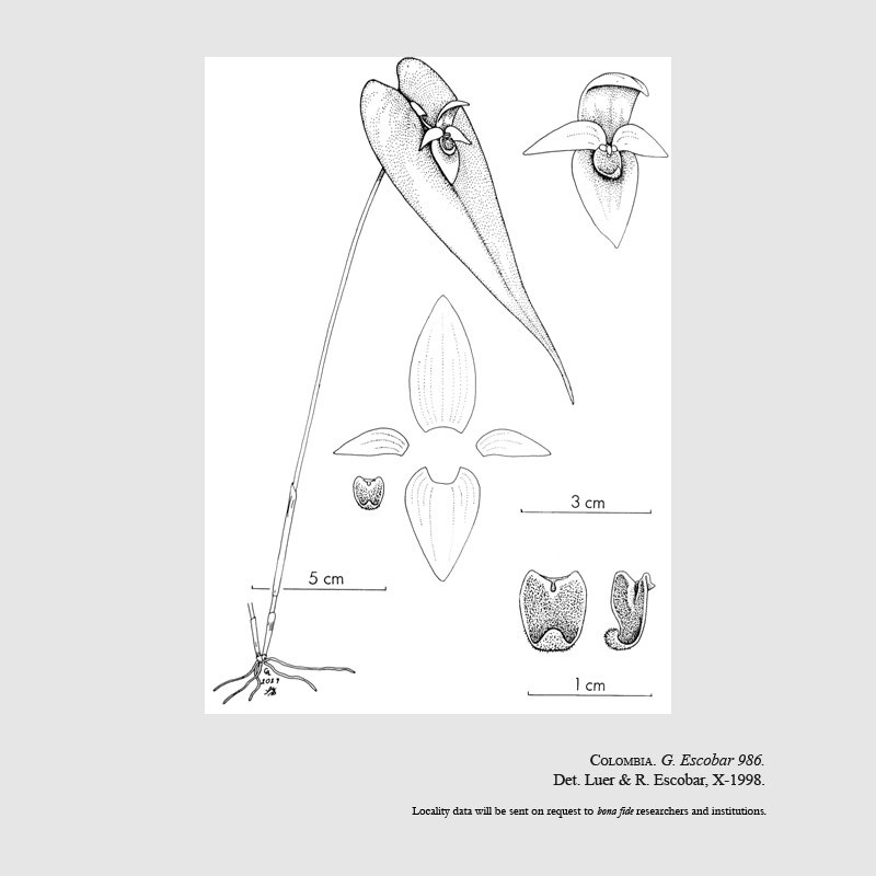 Pleurothallis bovilingua